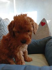 poodle red toy-thumb-3
