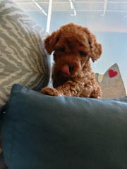 poodle red toy-thumb-4
