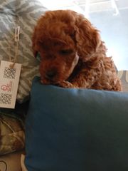 poodle red toy-thumb-5