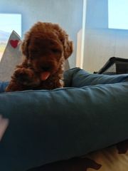 poodle red toy-thumb-6