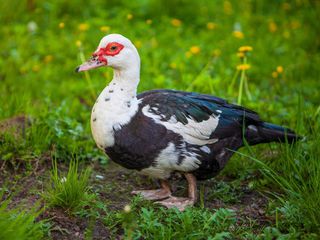 Πάπιες Muscovy (Χηνόπαπιες)