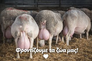 Εισάγουμε και διαθέτουμε προβατα-thumb-3