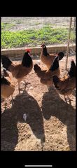Βόρβερκ Αυγά Εκκόλαψης-thumb-2