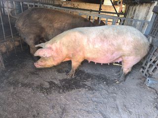 Πωλούνται τρεις χοίρο μητέρες