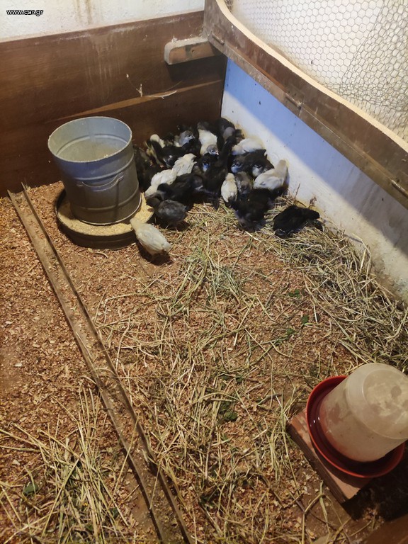 Australorp κοτοπουλακια