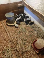 Australorp κοτοπουλακια