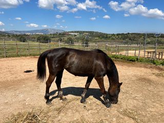 Πωλείται φοράδα