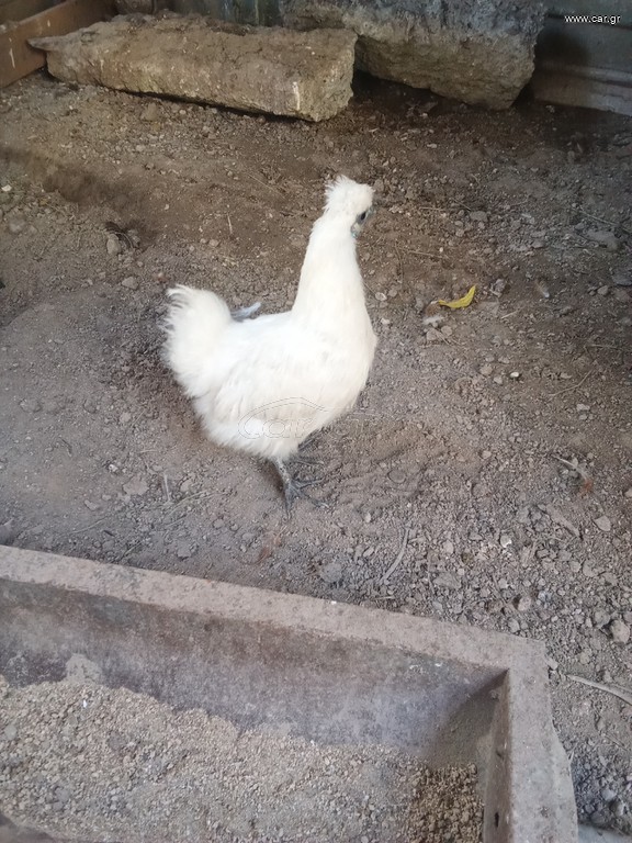 Ζευγάρι σιλκι