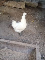 Ζευγάρι σιλκι