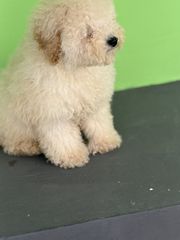 πουντλ poodle-thumb-1