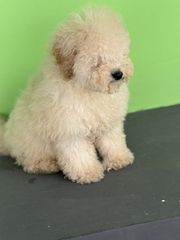 πουντλ poodle-thumb-4