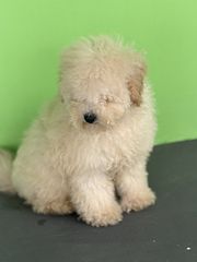 πουντλ poodle-thumb-5