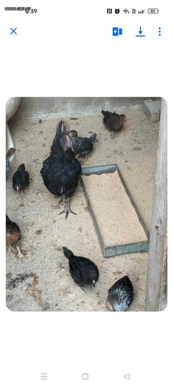 Ντόπιες κότες κλωσσες