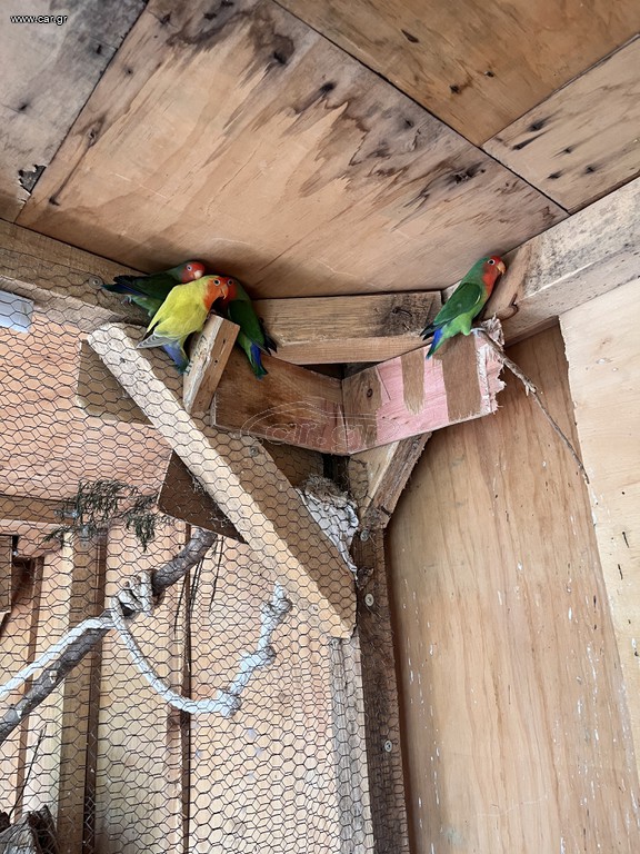 Lovebirds
