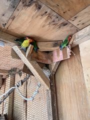 Lovebirds