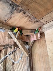 Lovebirds-thumb-1