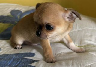 chihuahua