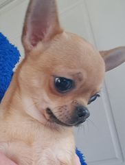 chihuahua-thumb-1