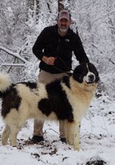 Ελληνικός ποιμενικος τσοπανοσκυλο-thumb-12