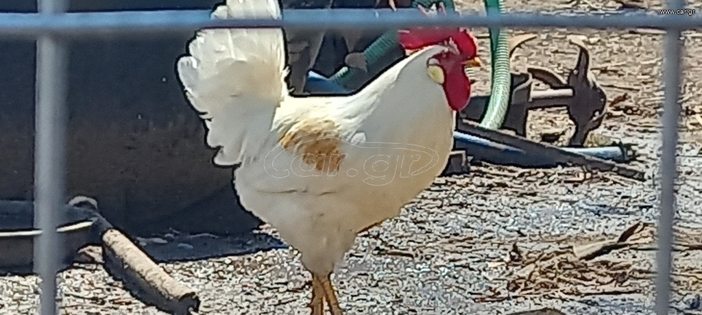 Κοκορια Λεγκράν Αυγά εκκόλαψης