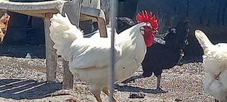 Κοκορια Λεγκράν Αυγά εκκόλαψης-thumb-2
