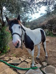 Πιντο 2χρονων ΓΑΛΑΖΙΑ ΜΑΤΙΑ