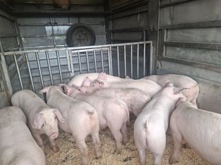 Γουρούνια ΑΑΑ ΚΡΕΑΤΟΠΑΡΑΓΩΓΗΣ