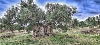 ΥΠΕΡΟΝΟΒΙΕΣ ΕΛΙΕΣ