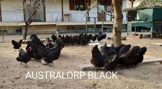 Διαθεσιμα αυγουλακια εκκολαψης απο τα Australorp Black, τα καλα νεα στην τριτη φωτογραφια!!
