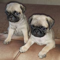 PUG - ΠΑΓΚ