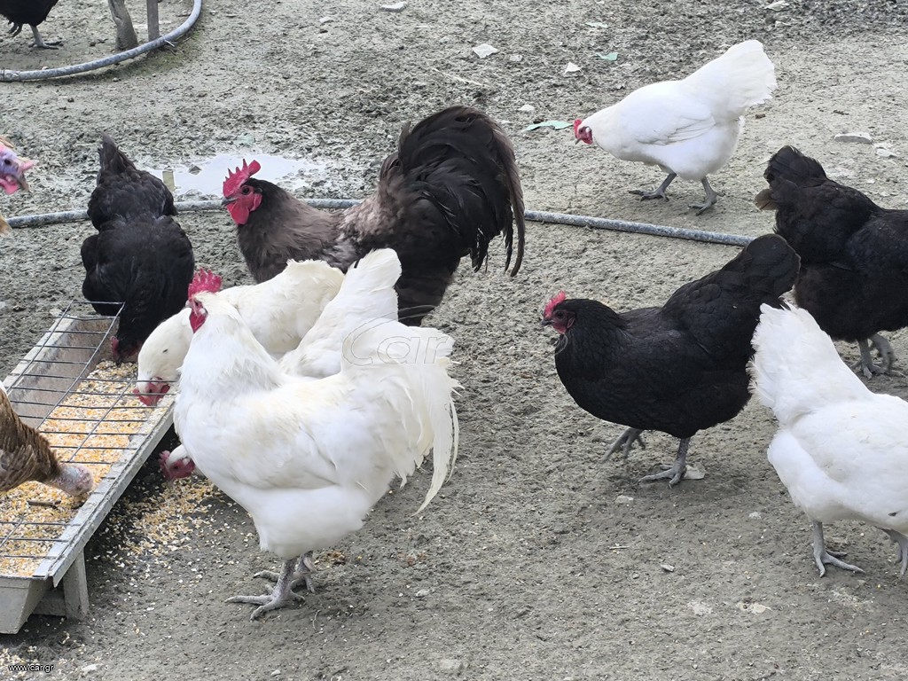 ΑΥΓΑ ΓΙΑ ΕΚΚΟΛΑΨΗ