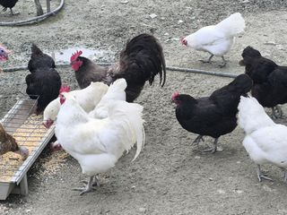 ΑΥΓΑ ΓΙΑ ΕΚΚΟΛΑΨΗ