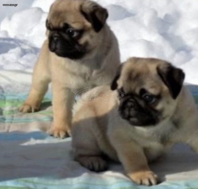 παγκ pug