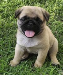 παγκ pug-thumb-2