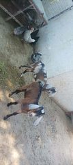 Ημίαιμα Άγγλονουμπια