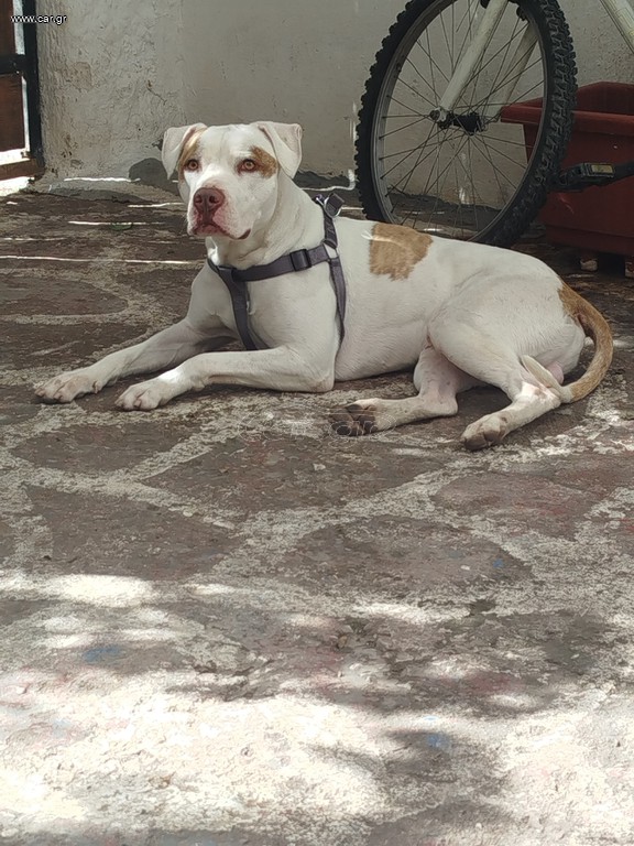 Χάριζεται Pitbull