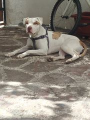 Χάριζεται Pitbull
