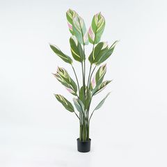 Διακοσμητικό φυτό σε γλάστρα Aglaonema Inart πράσινο Φ80x150εκ