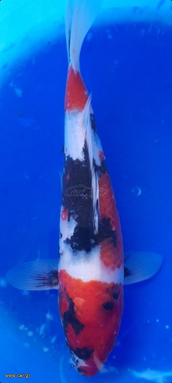 Koi