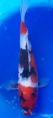Koi