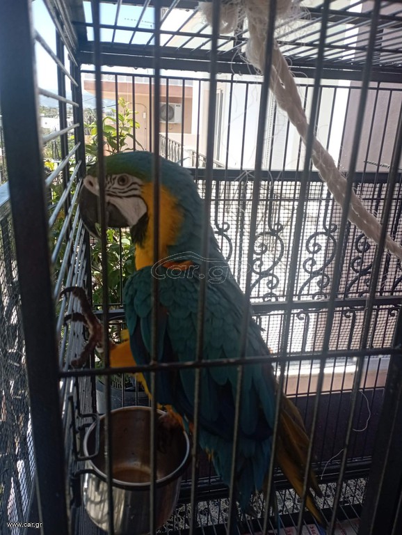 Πωλείται παπαγάλος Macaw.