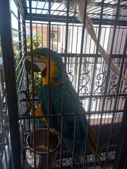 Πωλείται παπαγάλος Macaw.