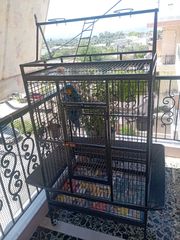 Πωλείται παπαγάλος Macaw.-thumb-1
