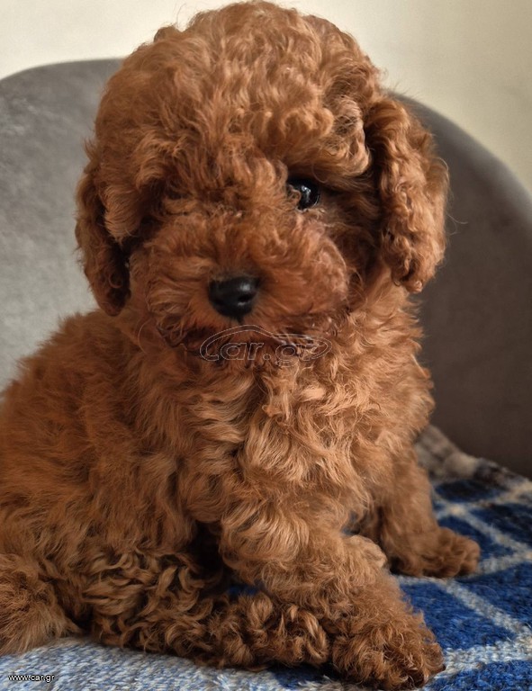 poodle red brown