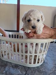 bichon frise