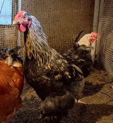 ΔΙΑΘΕΣΙΜΑ 1 ΚΟΚΚΟΡΑΣ  BRAHMA   9  ΜΗΝΩΝ ΔΕΝ ΑΠΟΣΤΕΛΛΕΤΑΙ ΠΛΗΡΟΦΟΡΙΕΣ ΣΤΟ ΤΗΛ