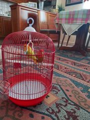 Πωλουνται love bird μαζι με κλουβι