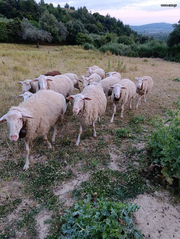 Πρόβατα διασταυρωμενα