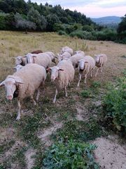 Πρόβατα διασταυρωμενα