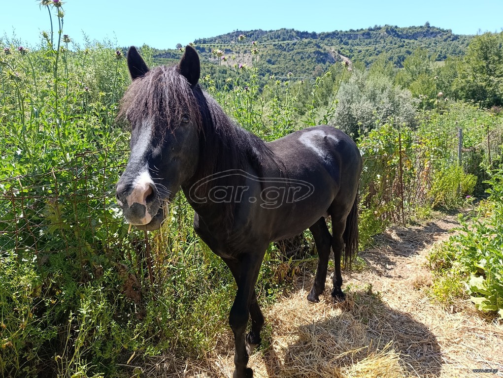Άλογο Πηνείας